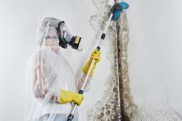 Best Commercial Mold Removal  in Olney, TX