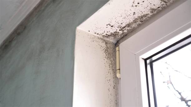 Best Black Mold Removal  in Olney, TX