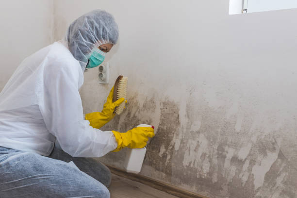 Best Same-Day Mold Removal  in Olney, TX