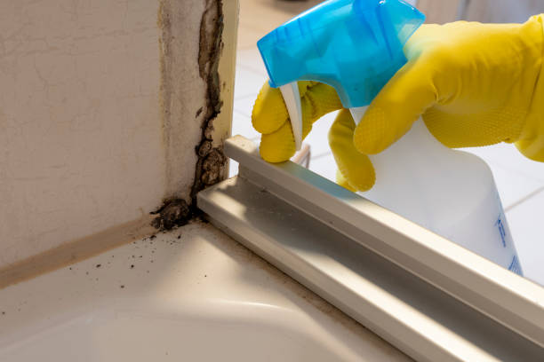 Best Toxic Mold Removal  in Olney, TX