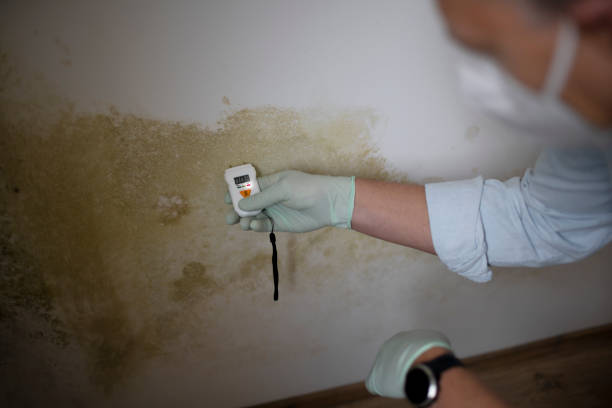 Best Black Mold Removal  in Olney, TX