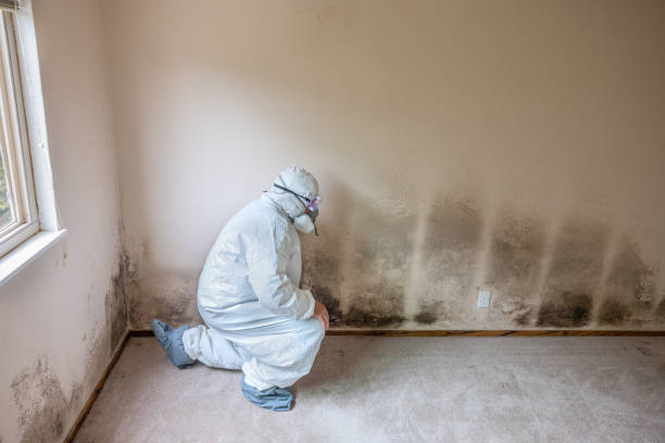 Best Fast Mold Removal  in Olney, TX