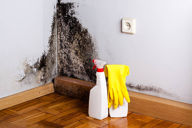 Best Certified Mold Removal  in Olney, TX