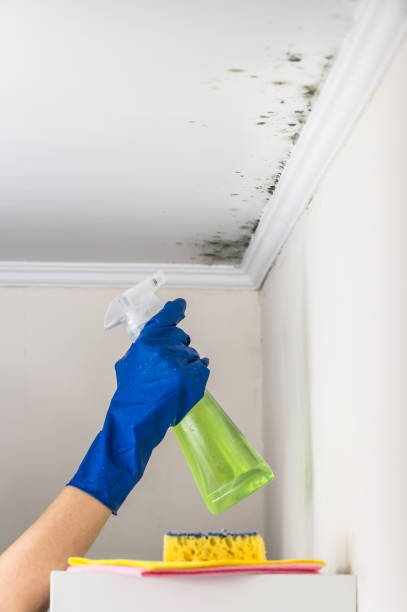 Best Emergency Mold Removal  in Olney, TX